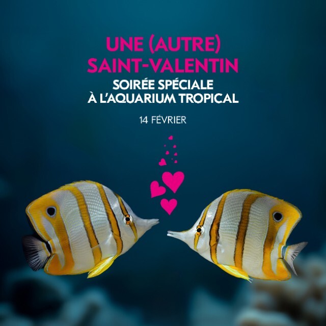 Aquarium tropical Paris - Valentines Day - Arenametrix